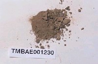 藏品(小牆苔屬)的圖片